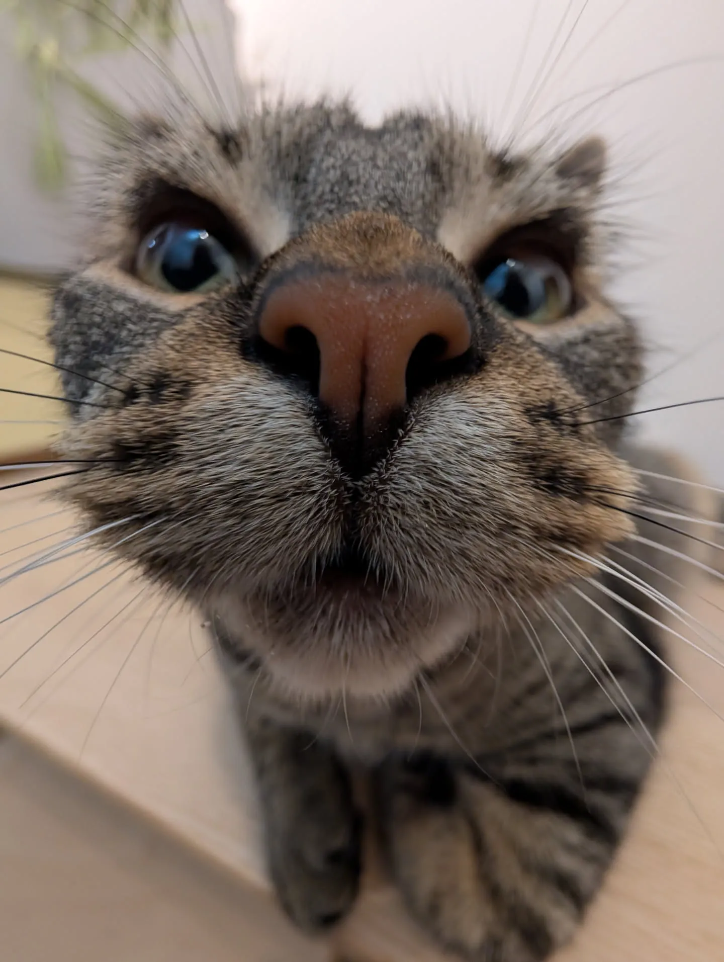 image of a tabby cat